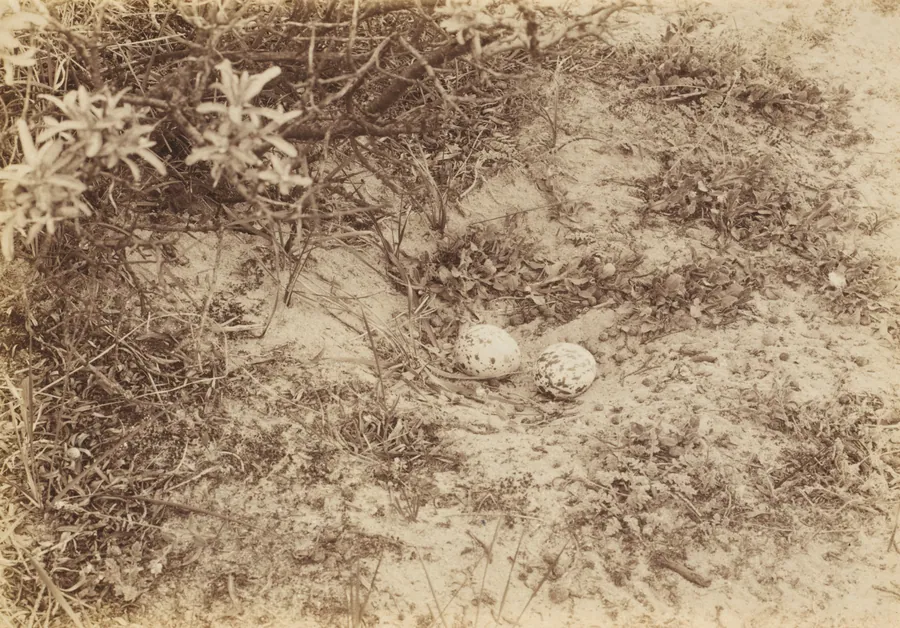 Eggs of a Stone-curlew or Plover by Richard Tepe