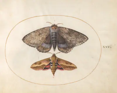 Blue Underwing Moth and Spurge Hawk Moth (plate 25 from Ignis)