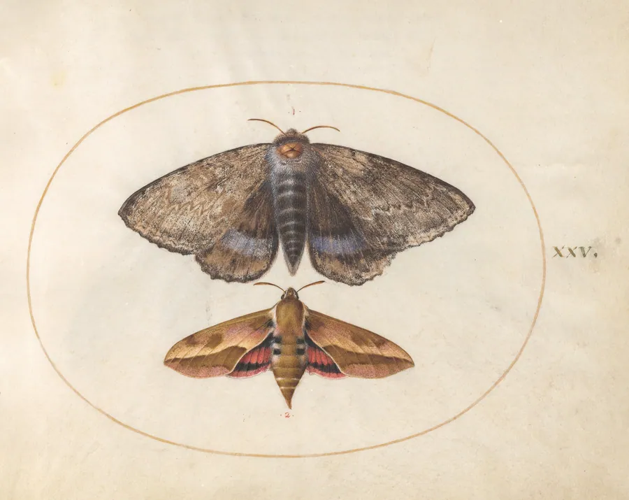 Blue Underwing Moth and Spurge Hawk Moth (plate 25 from Ignis) by Joris Hoefnagel