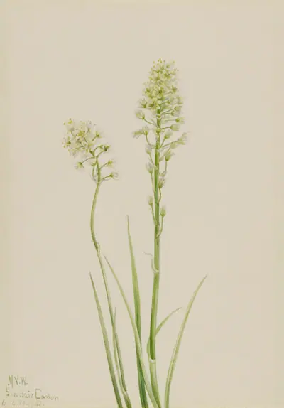 Death Camas (Zygadenus venenosus)