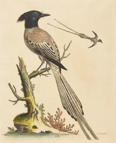 The Black and White Crested Bird of Paradise