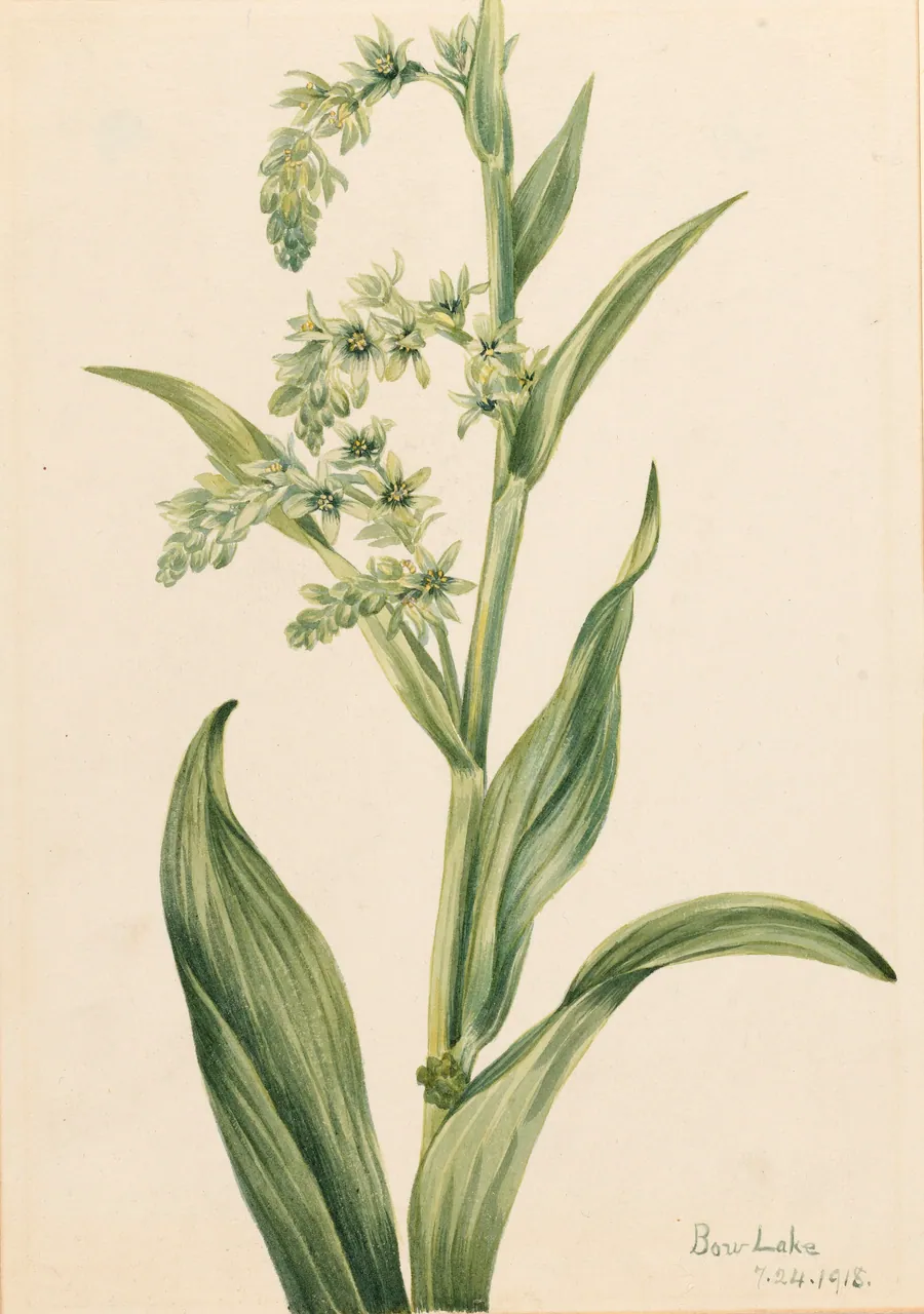 Green Bear Cabbage (Veratrum viride) by Mary Vaux Walcott, born Philadelphia, PA 1860-died St. Andrews, New Brunswick, Canada 1940