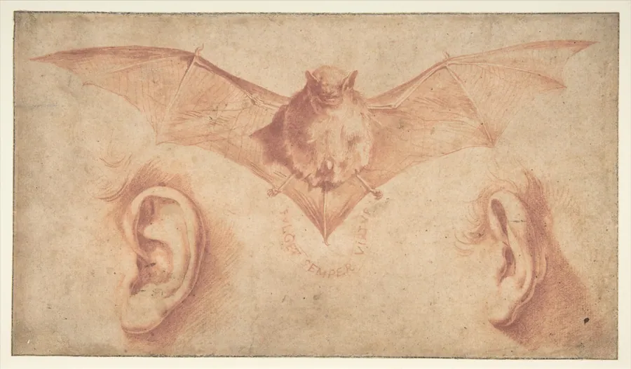 Studies of Two Ears and of a Bat. Below, the motto: FULGET SEMPER VIRTUS by Jusepe de Ribera (called Lo Spagnoletto)