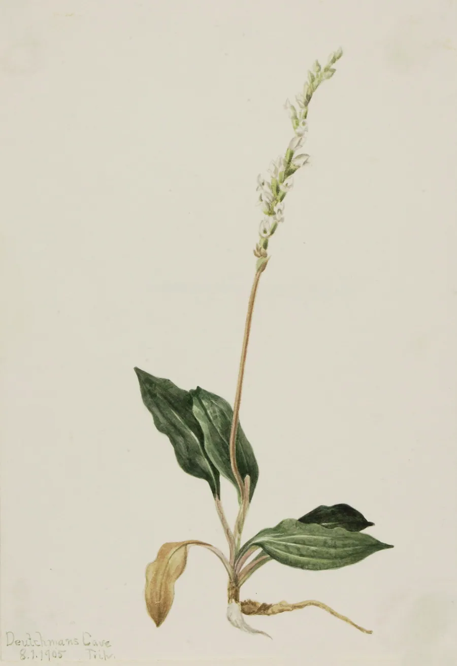 Western Rattlesnake Plantain (Peranium decipiens) by Mary Vaux Walcott, born Philadelphia, PA 1860-died St. Andrews, New Brunswick, Canada 1940