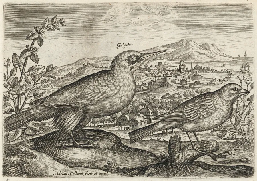 Woodpecker and Bunting by Adriaen Collaert