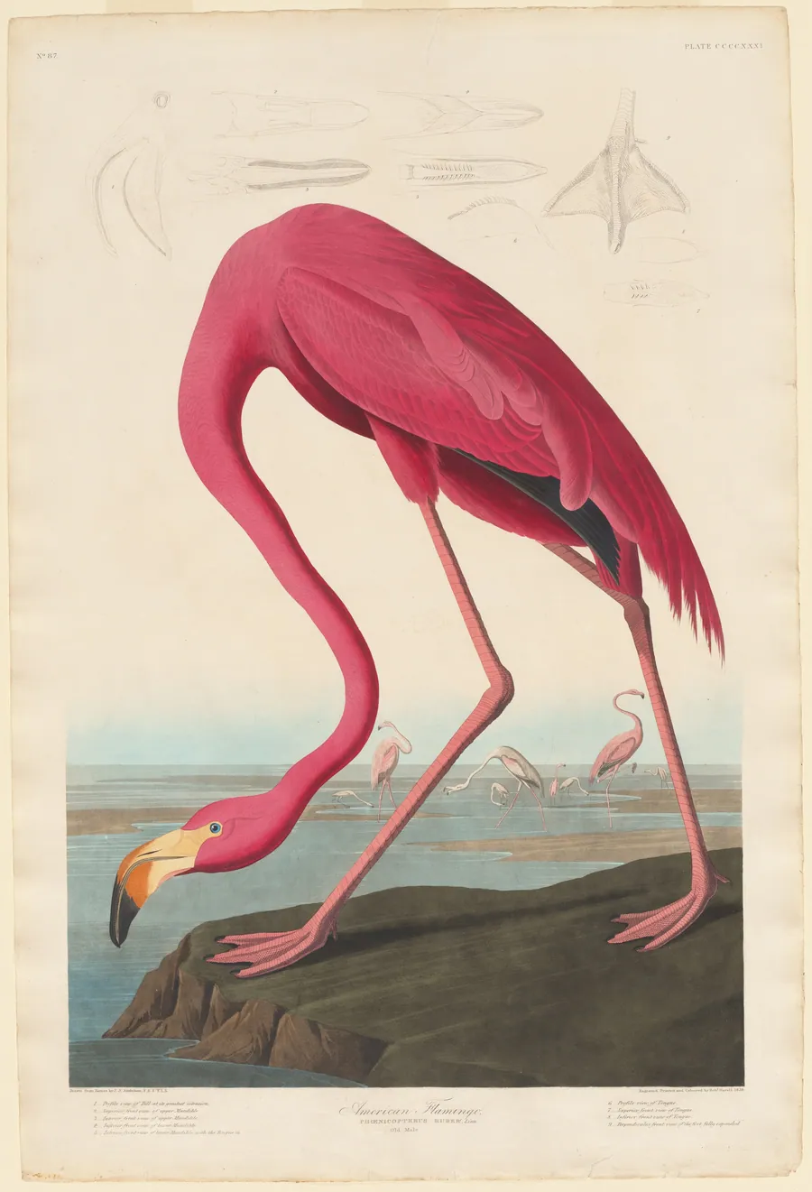 American Flamingo by Robert Havell, Jr.