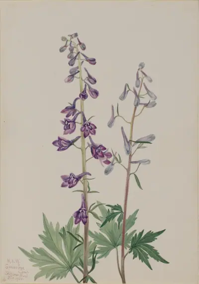 Tall Larkspur (Delphinium elongatum)