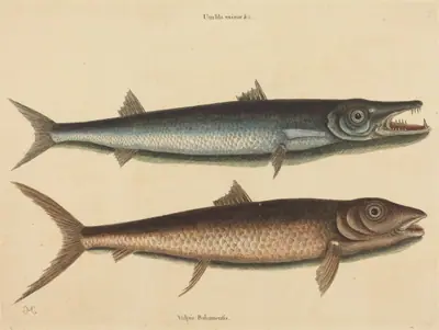 The Barracuda (Esox barracuda)