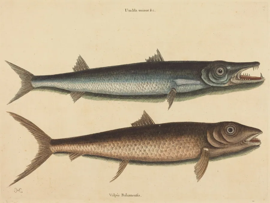 The Barracuda (Esox barracuda) by Mark Catesby