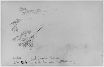Study of Hemlock, 1871 (from Sketchbook)
