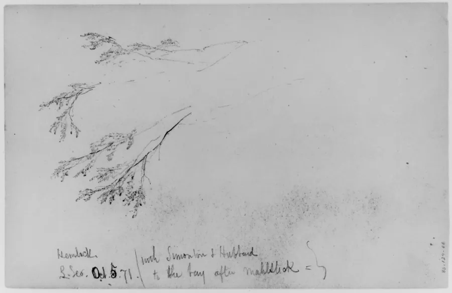 Study of Hemlock, 1871 (from Sketchbook) by Daniel Huntington