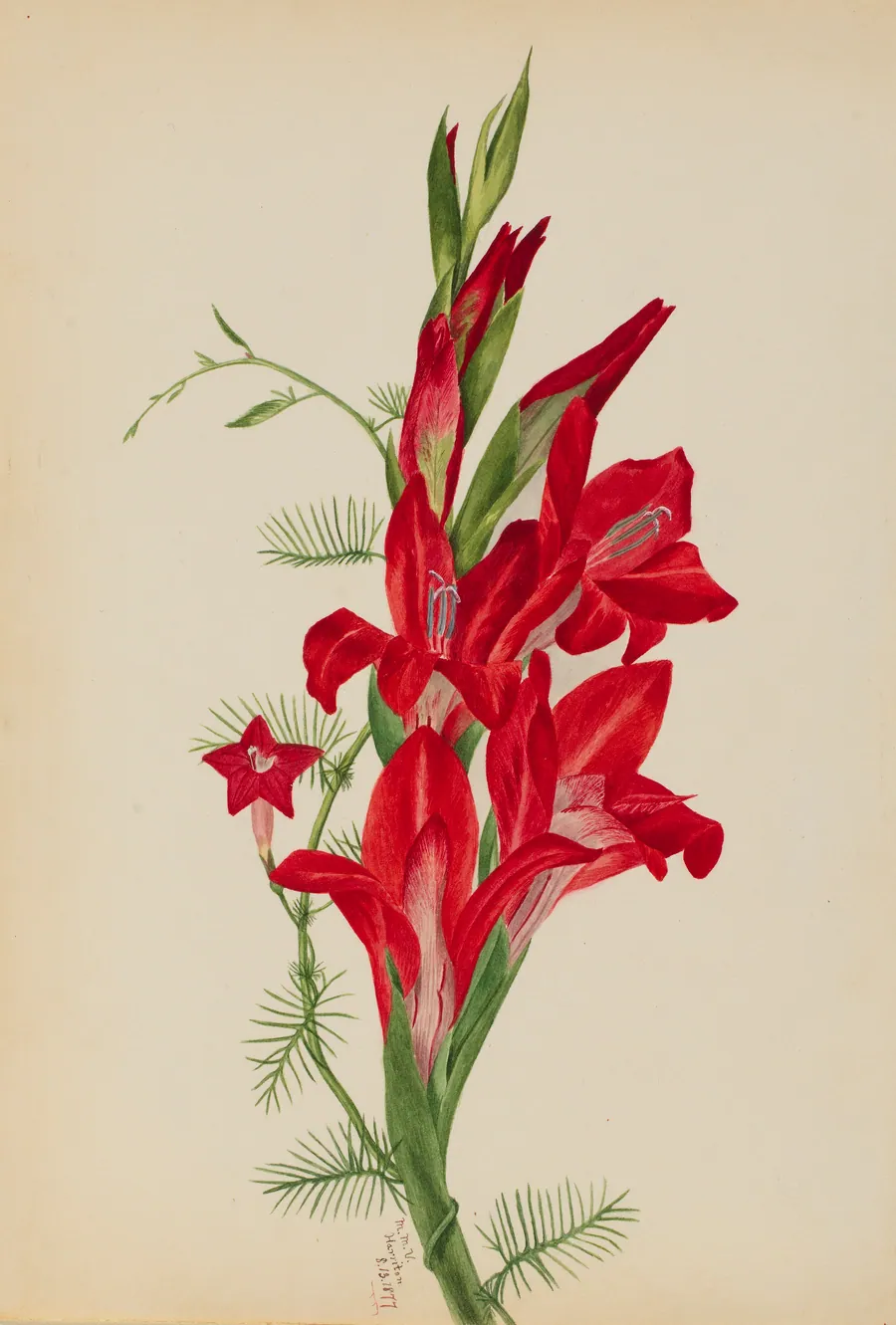 Cannas and Cypress Vine (Canna species and Ipomoea quamoclit) by Mary Vaux Walcott, born Philadelphia, PA 1860-died St. Andrews, New Brunswick, Canada 1940
