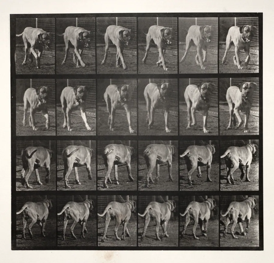 "Dread" Trotting by Eadweard J. Muybridge