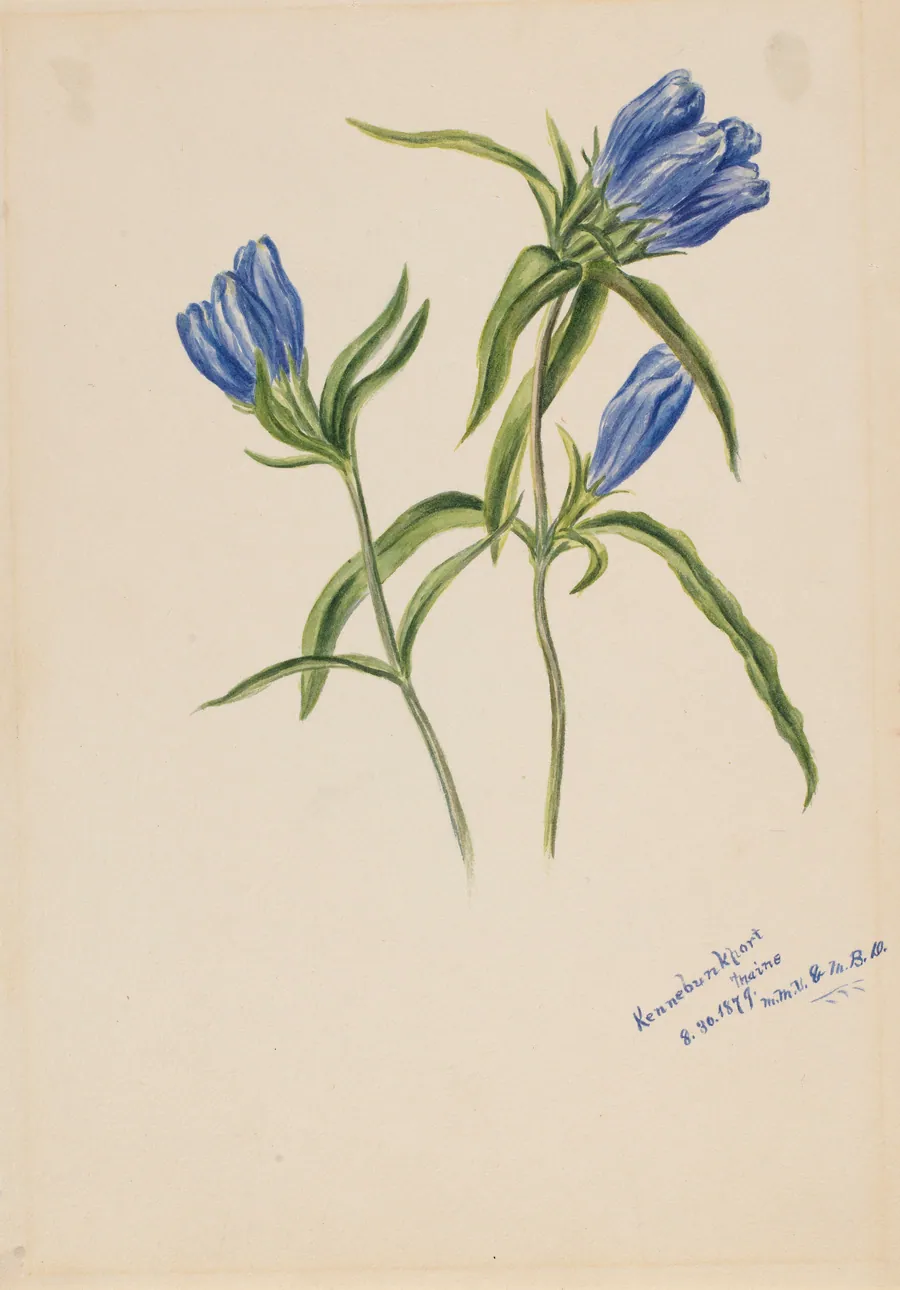 Closed Gentian (Gentiana andrewskii) by Mary Vaux Walcott, born Philadelphia, PA 1860-died St. Andrews, New Brunswick, Canada 1940