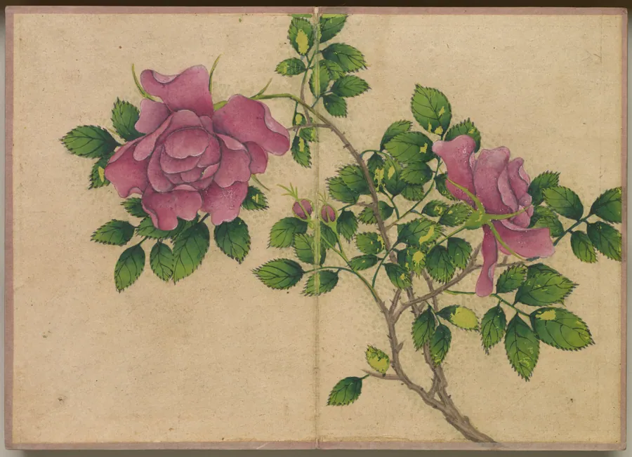 Desk Album: Flower and Bird Paintings (Rose) by Zhang Ruoai