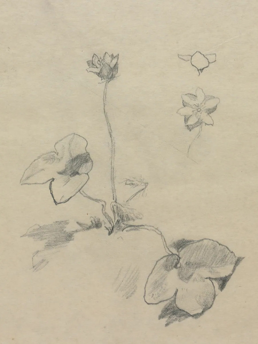 Anemone by John La Farge