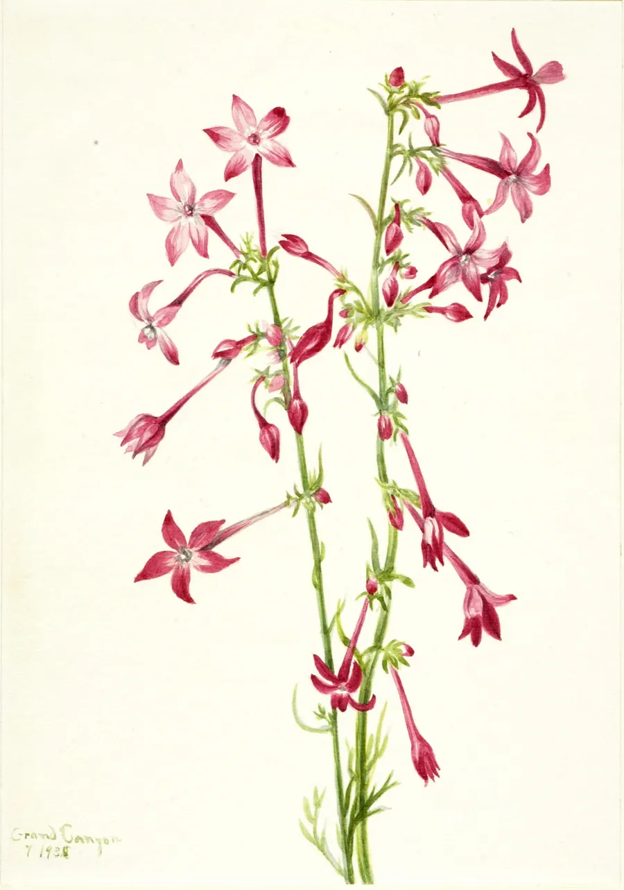 Scarlet Gilia (Gilia aggregata) by Mary Vaux Walcott, born Philadelphia, PA 1860-died St. Andrews, New Brunswick, Canada 1940