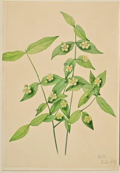 Strawberry Bush (Euonymus americanus)