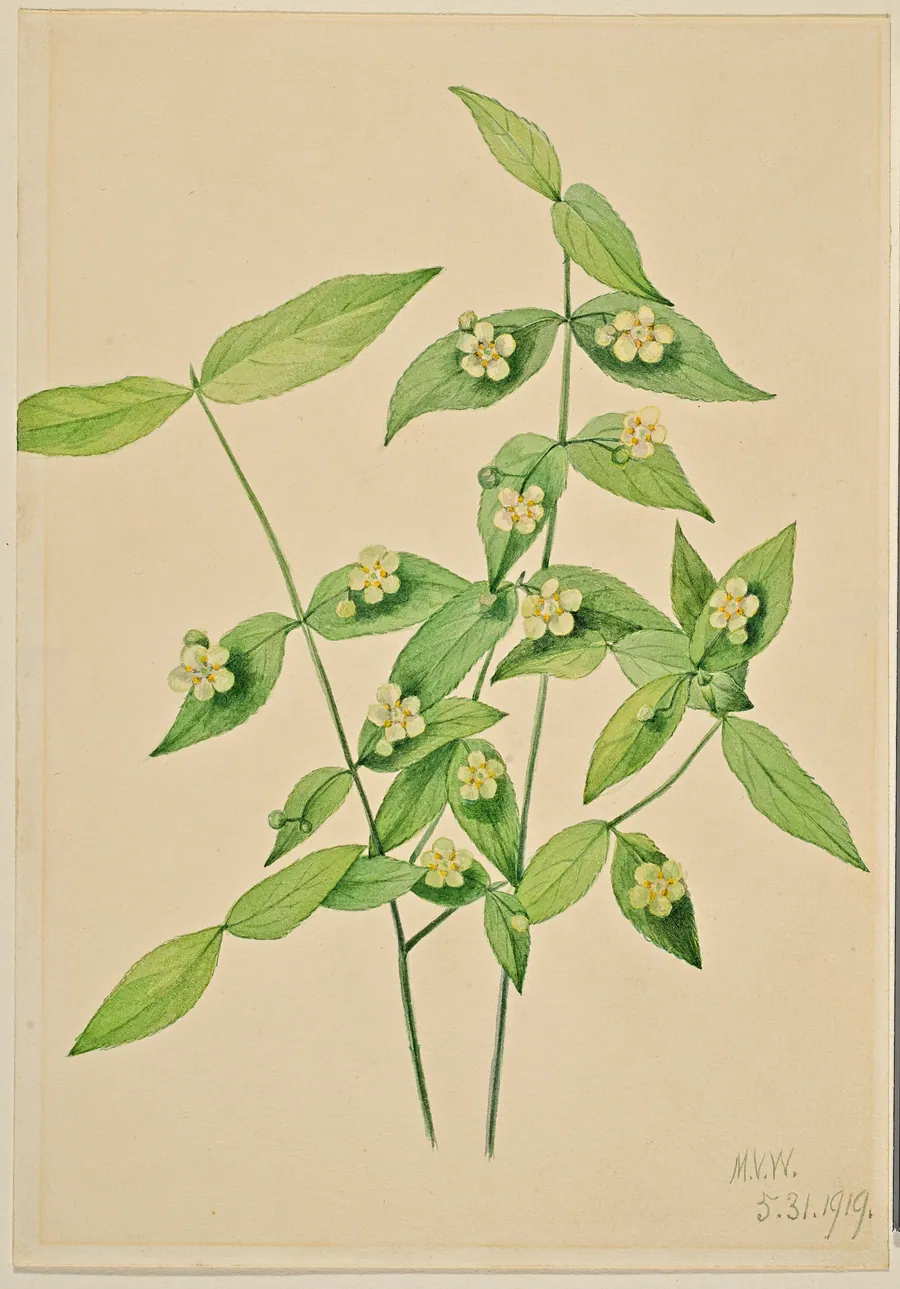 Strawberry Bush (Euonymus americanus) by Mary Vaux Walcott, born Philadelphia, PA 1860-died St. Andrews, New Brunswick, Canada 1940