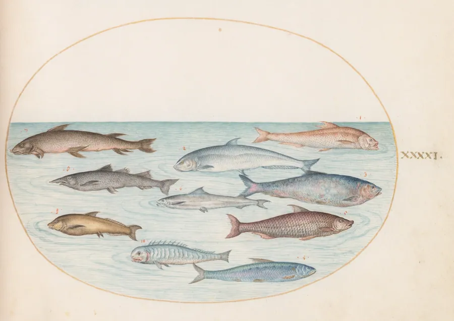 Plate 41: Whitefish(?) and Other Fish by Joris Hoefnagel