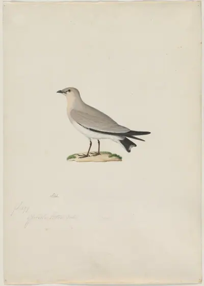 Small Pratincole (Glareola lactea)