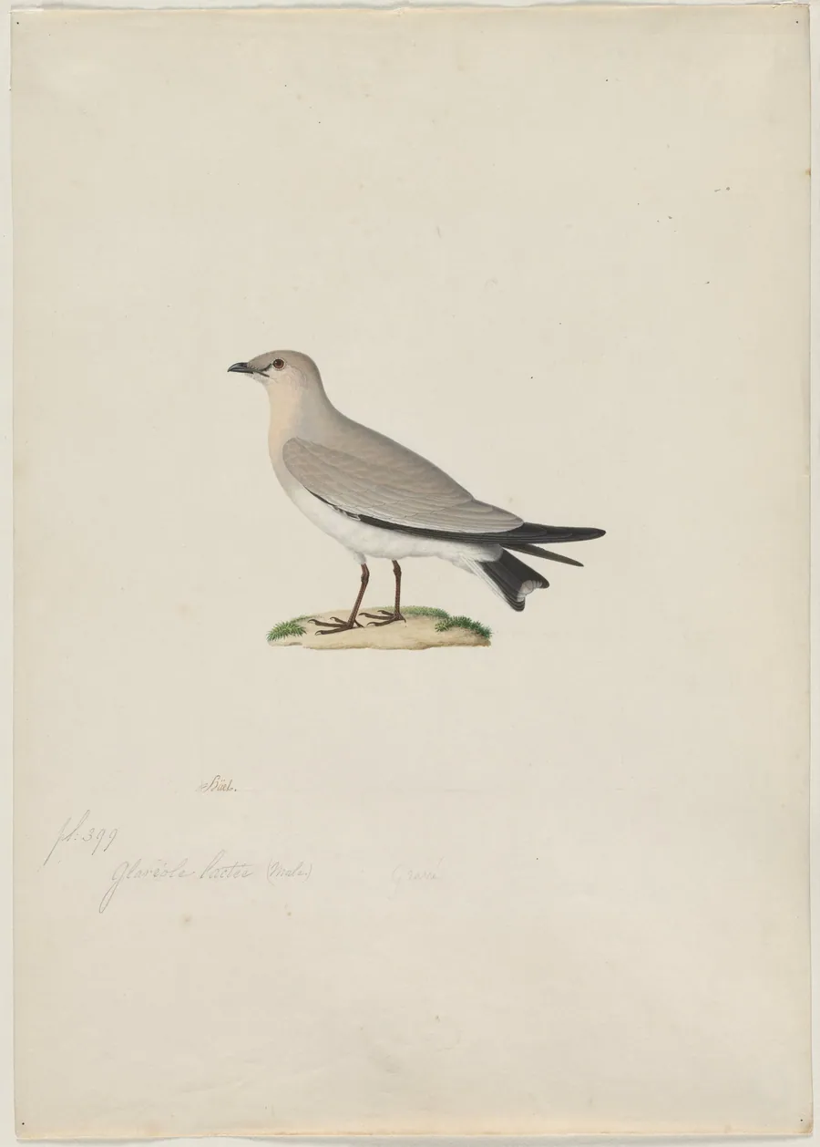 Small Pratincole (Glareola lactea) by Paul Hüet