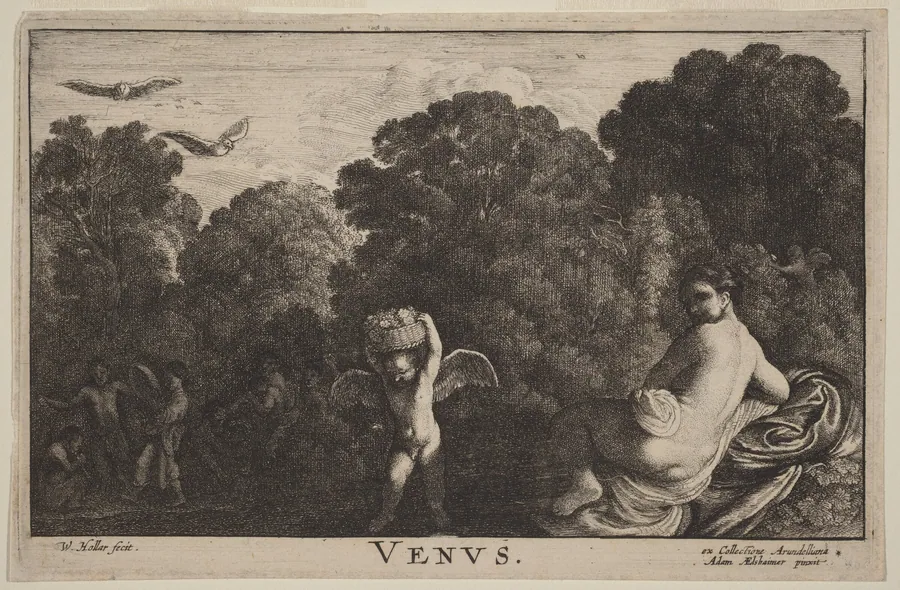 Venus by Wenceslaus Hollar