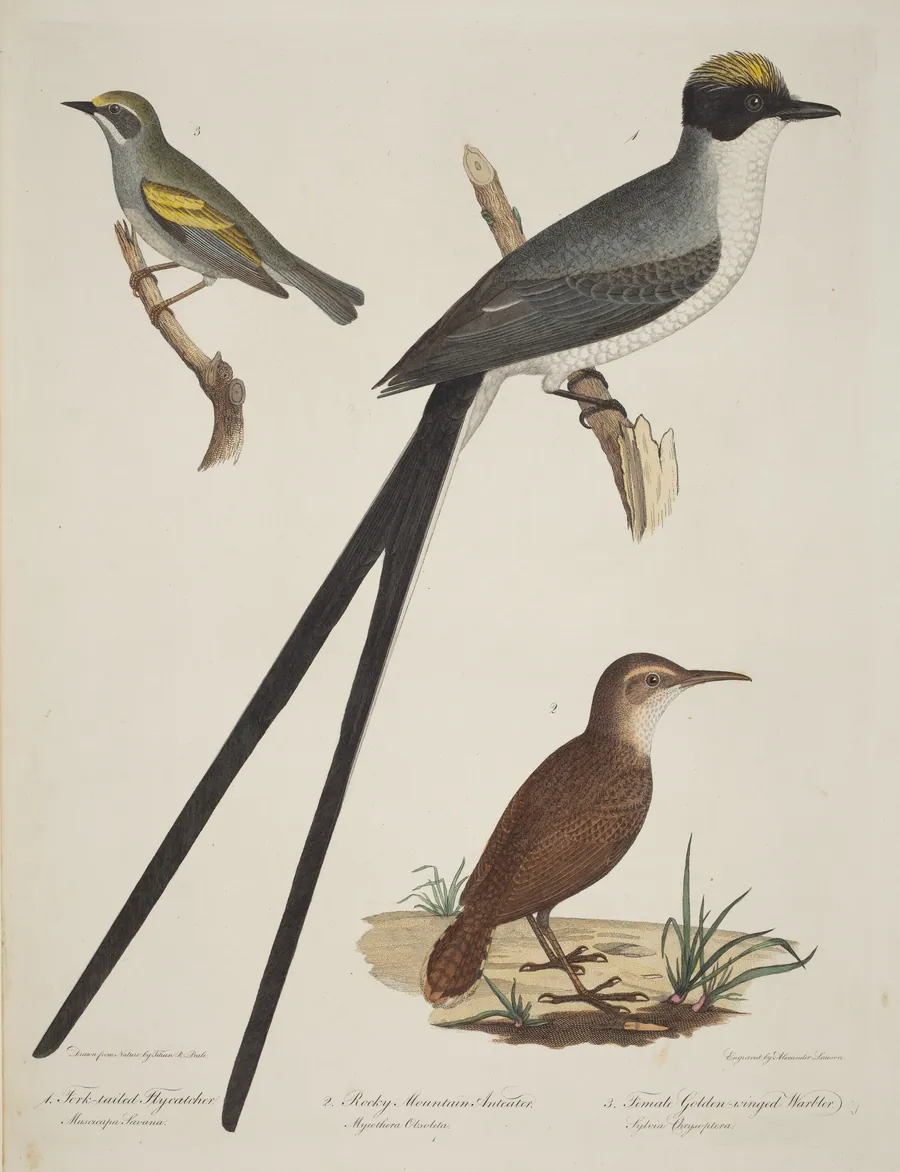 Fork-tailed Flycatcher, Rocky Mountain Anteater, and Female Golden-winged Warbler by Alexander Lawson