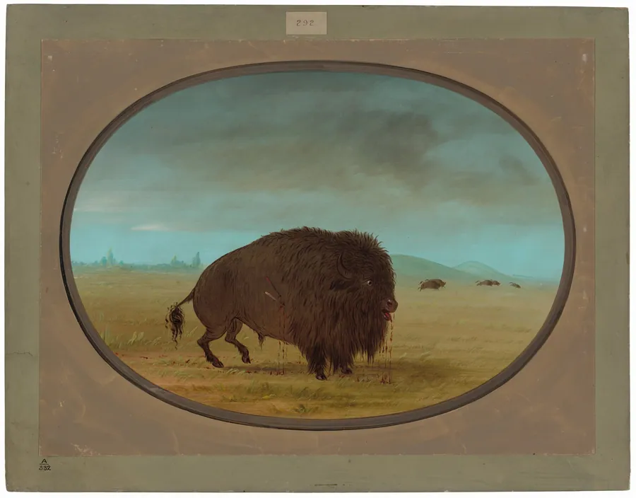 Wounded Buffalo Bull by George Catlin