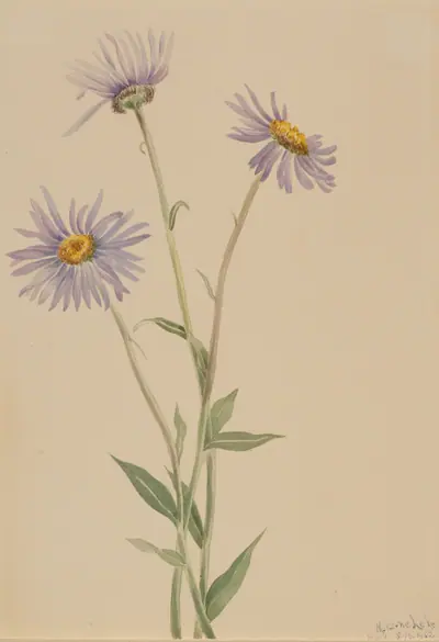 Showy Fleabane (Erigeron salsuginosus)