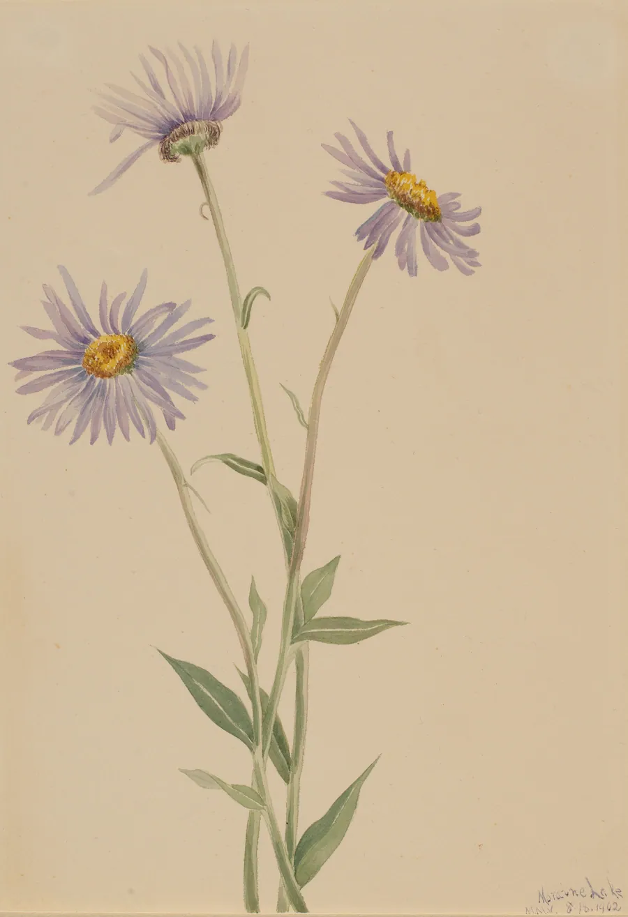 Showy Fleabane (Erigeron salsuginosus) by Mary Vaux Walcott, born Philadelphia, PA 1860-died St. Andrews, New Brunswick, Canada 1940