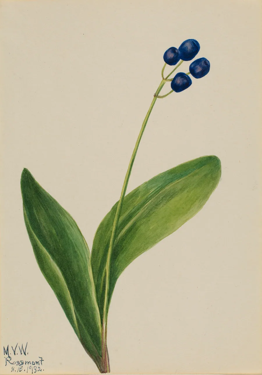Blue Bead (Clintonia borealis) by Mary Vaux Walcott, born Philadelphia, PA 1860-died St. Andrews, New Brunswick, Canada 1940