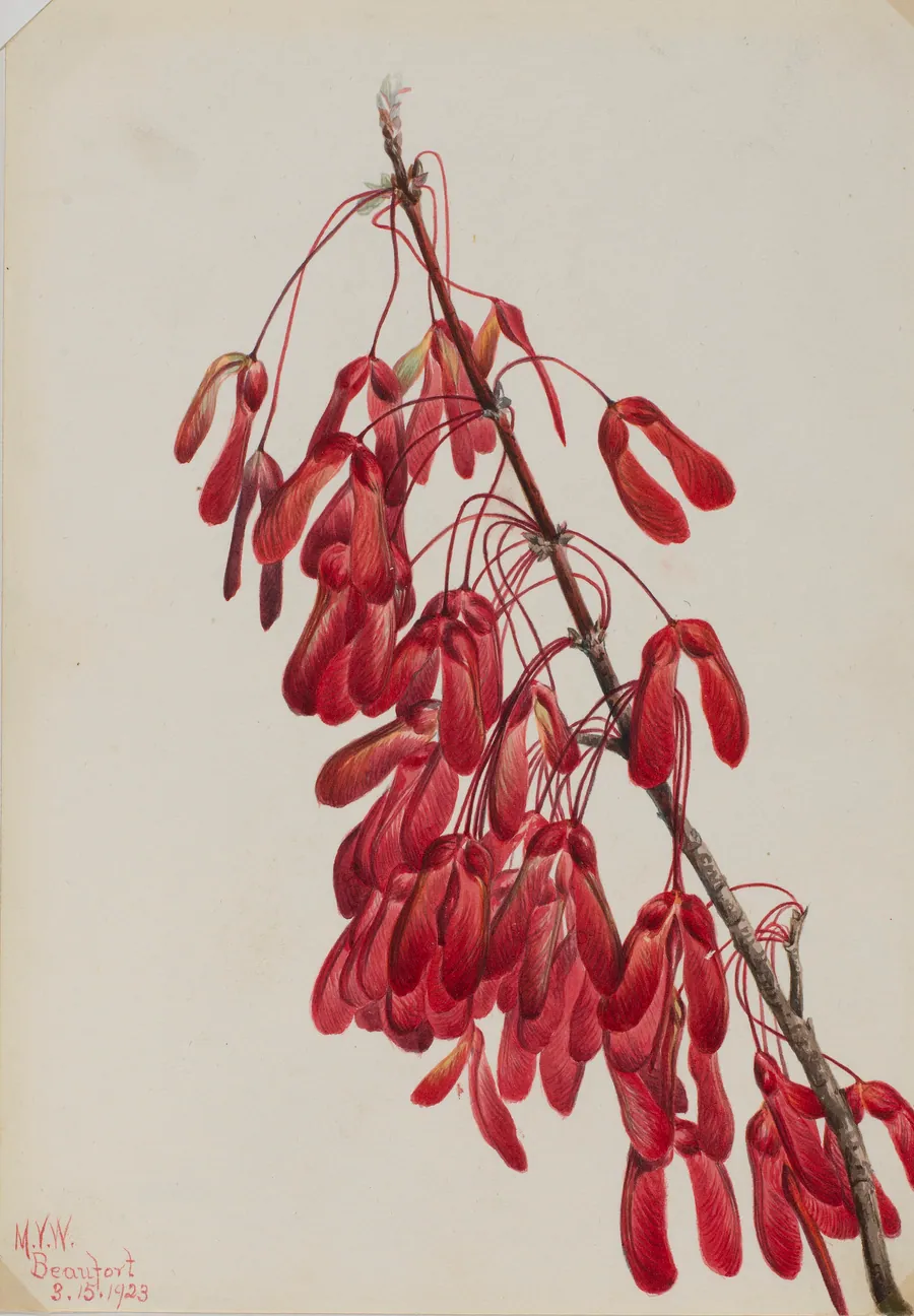 Carolina Maple (Acer carolinianum) by Mary Vaux Walcott, born Philadelphia, PA 1860-died St. Andrews, New Brunswick, Canada 1940