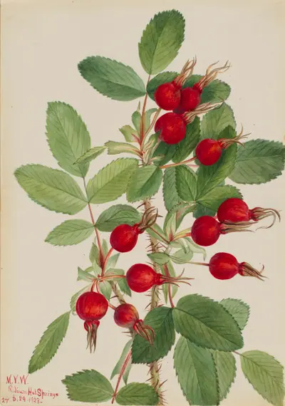 Bourgeau Rose (Rosa bourgeauiana)