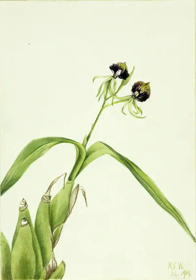 Orchid (Epidendrum cochleatum)