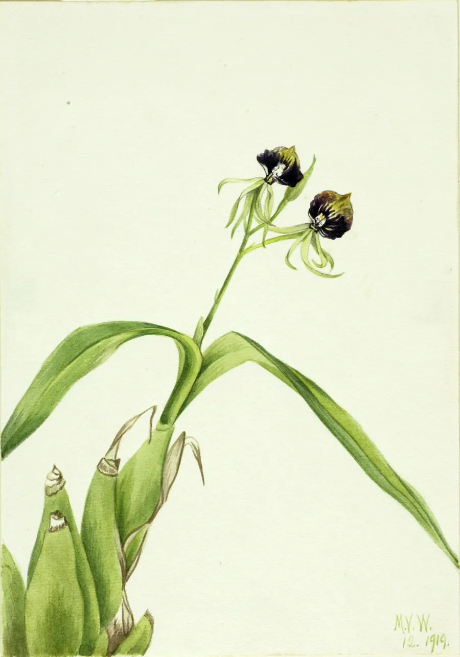 Orchid (Epidendrum cochleatum) by Mary Vaux Walcott, born Philadelphia, PA 1860-died St. Andrews, New Brunswick, Canada 1940