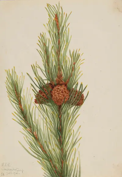 Lodgepole Pine (Pinus Contorta murrayana)