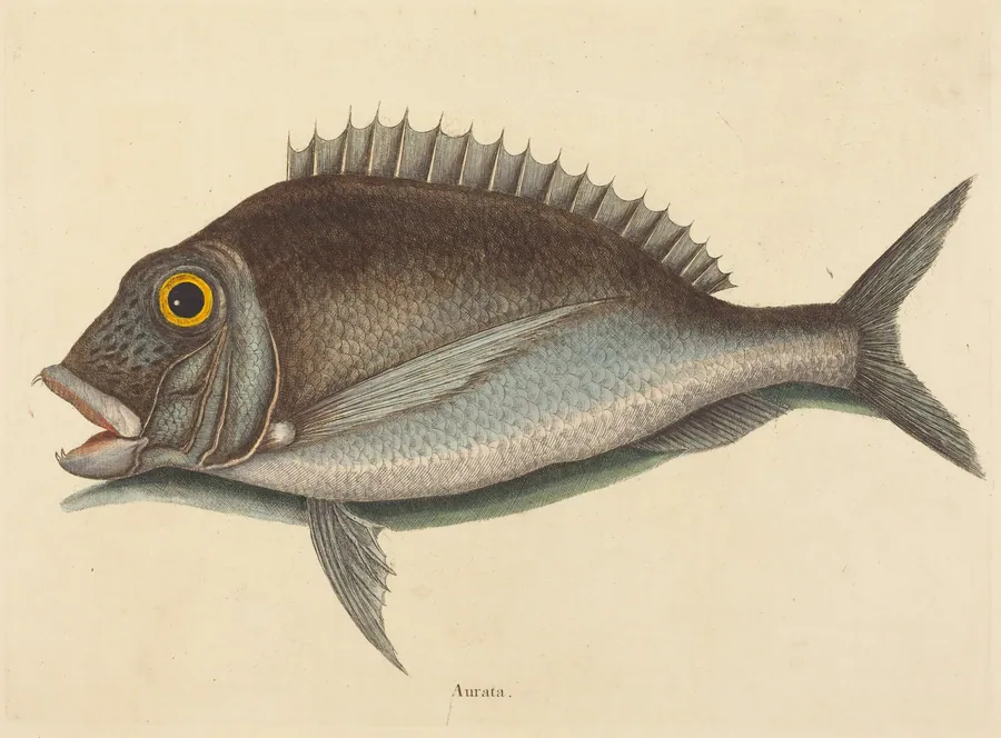 The Porgy (Sparus chrysops) by Mark Catesby