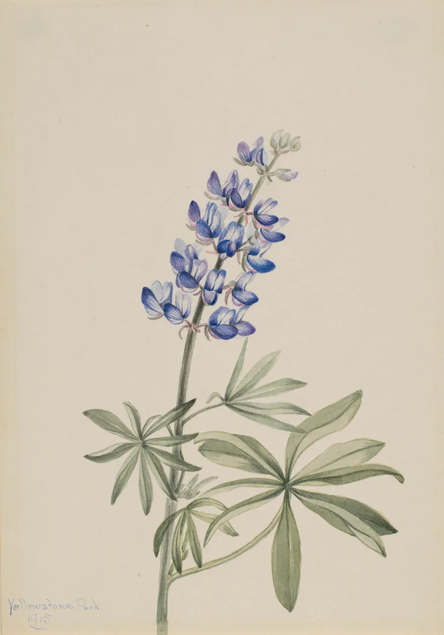 Blue Lupine (Lupinus argenteus) by Mary Vaux Walcott, born Philadelphia, PA 1860-died St. Andrews, New Brunswick, Canada 1940