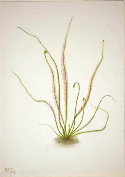 Thread Leaf Sundew (Drosera rotundifolia)