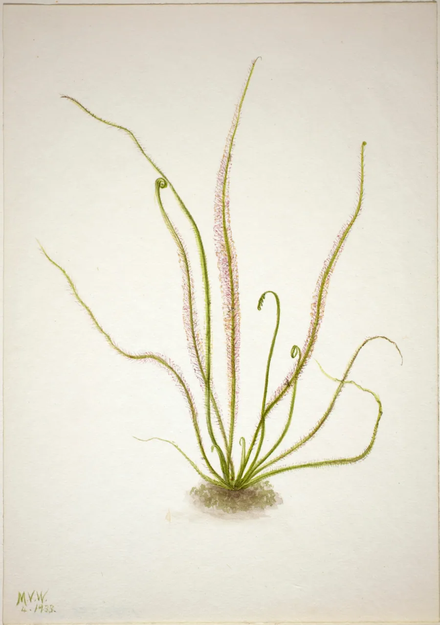 Thread Leaf Sundew (Drosera rotundifolia) by Mary Vaux Walcott, born Philadelphia, PA 1860-died St. Andrews, New Brunswick, Canada 1940