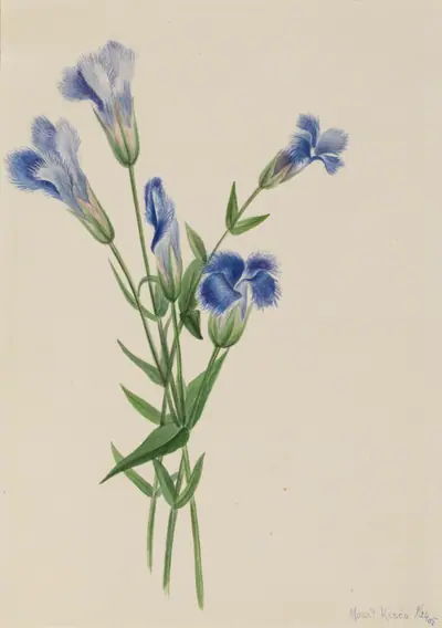 Fringed Gentian (Gentiana crinita)