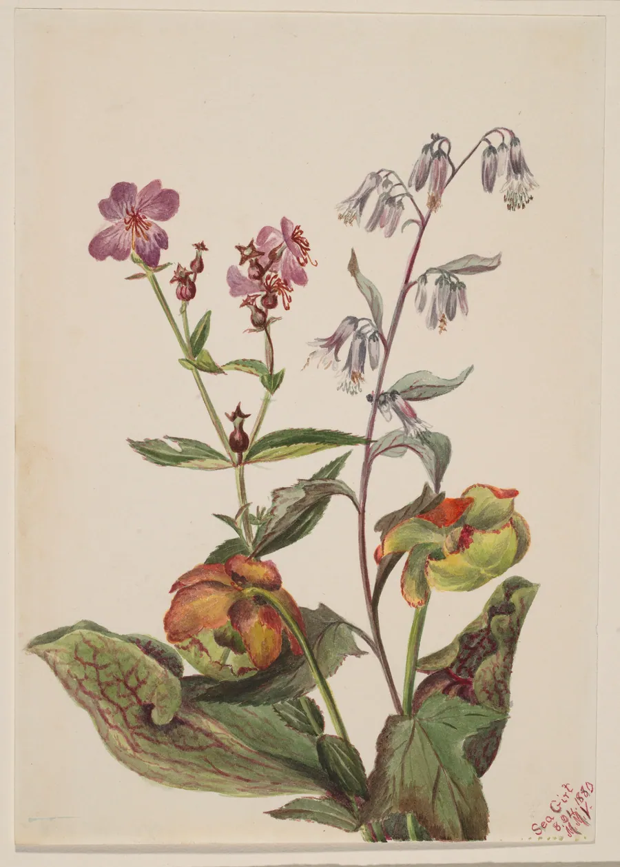 Meadow Beauty (Rhexia virginica), Rattlesnake Roat (Nabalus albus), Pitcherplant (Sarracenia purpurea) by Mary Vaux Walcott, born Philadelphia, PA 1860-died St. Andrews, New Brunswick, Canada 1940