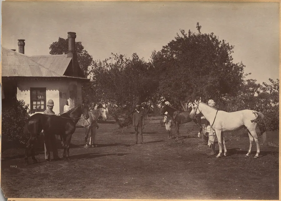 Lord William Beresford's horses by Raja Deen Dayal