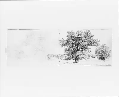 Trees (from Sketchbook VII)