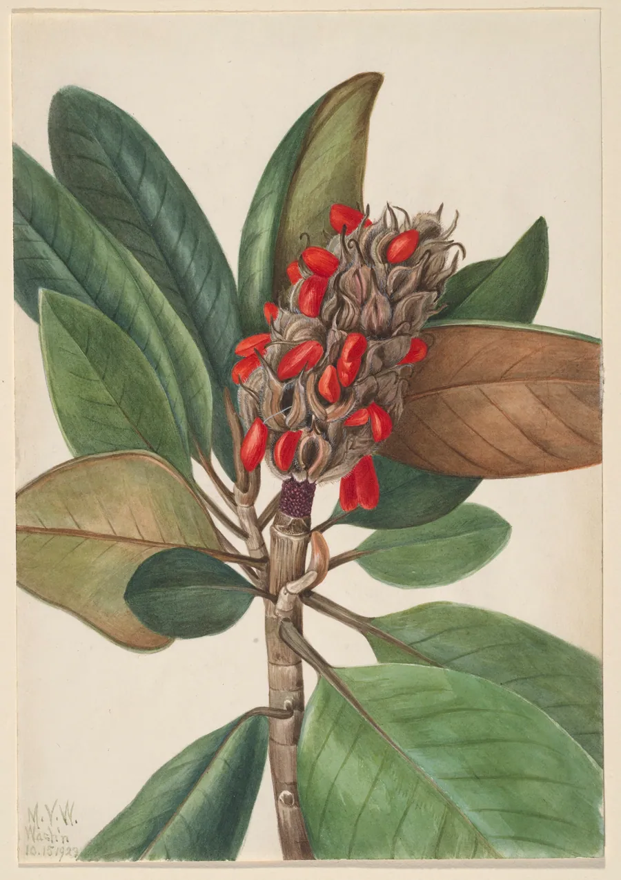 Southern Magnolia (Magnolia grandiflora) by Mary Vaux Walcott, born Philadelphia, PA 1860-died St. Andrews, New Brunswick, Canada 1940