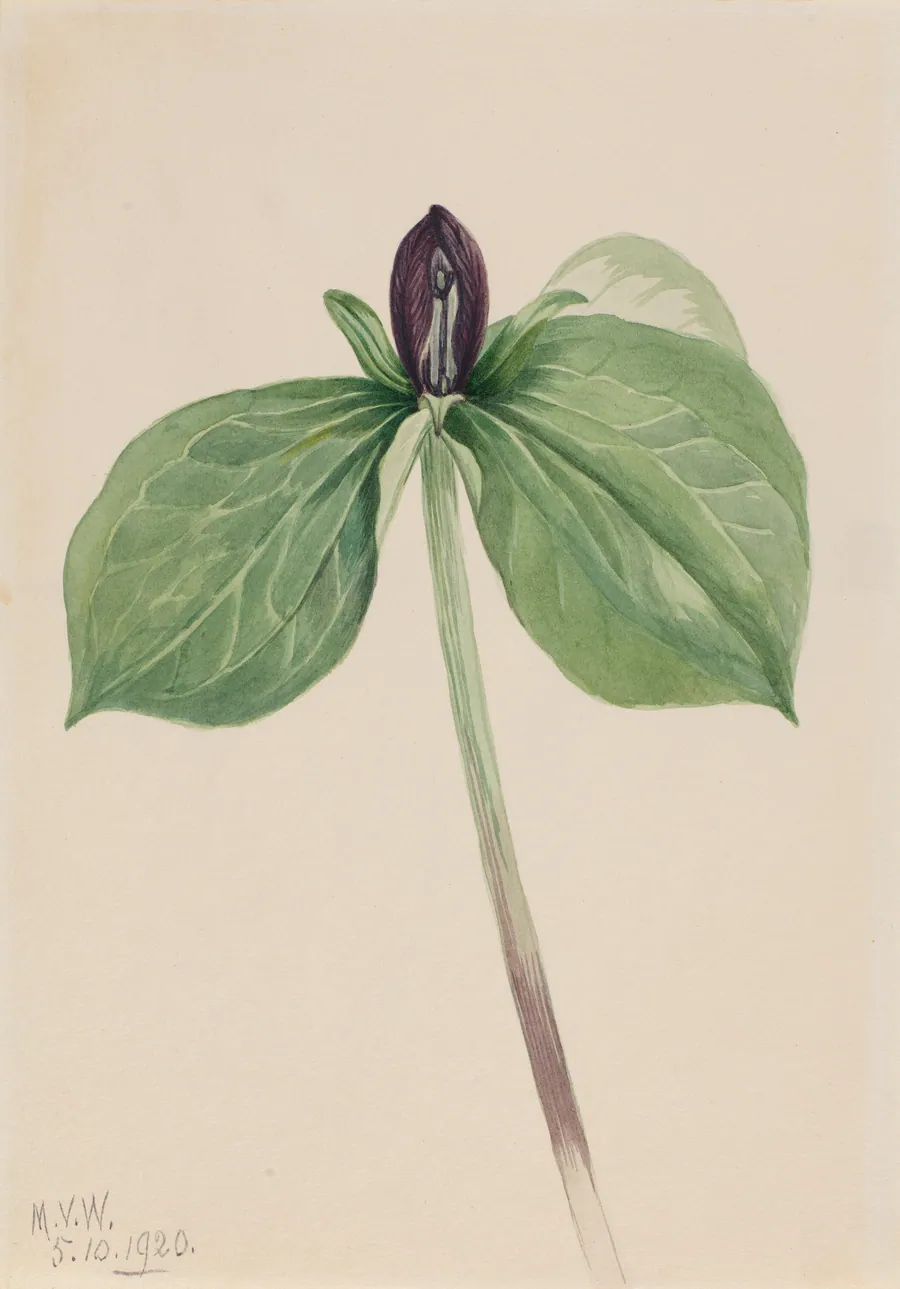 Wake-Robin (Trillium sessile) by Mary Vaux Walcott, born Philadelphia, PA 1860-died St. Andrews, New Brunswick, Canada 1940