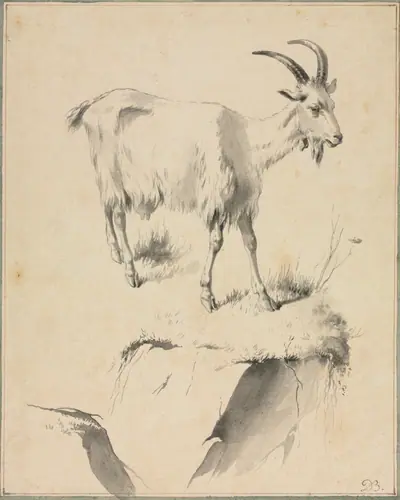 Study of a Goat