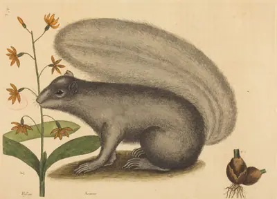The Grey Fox Squirrel (Sciurus cinereus)