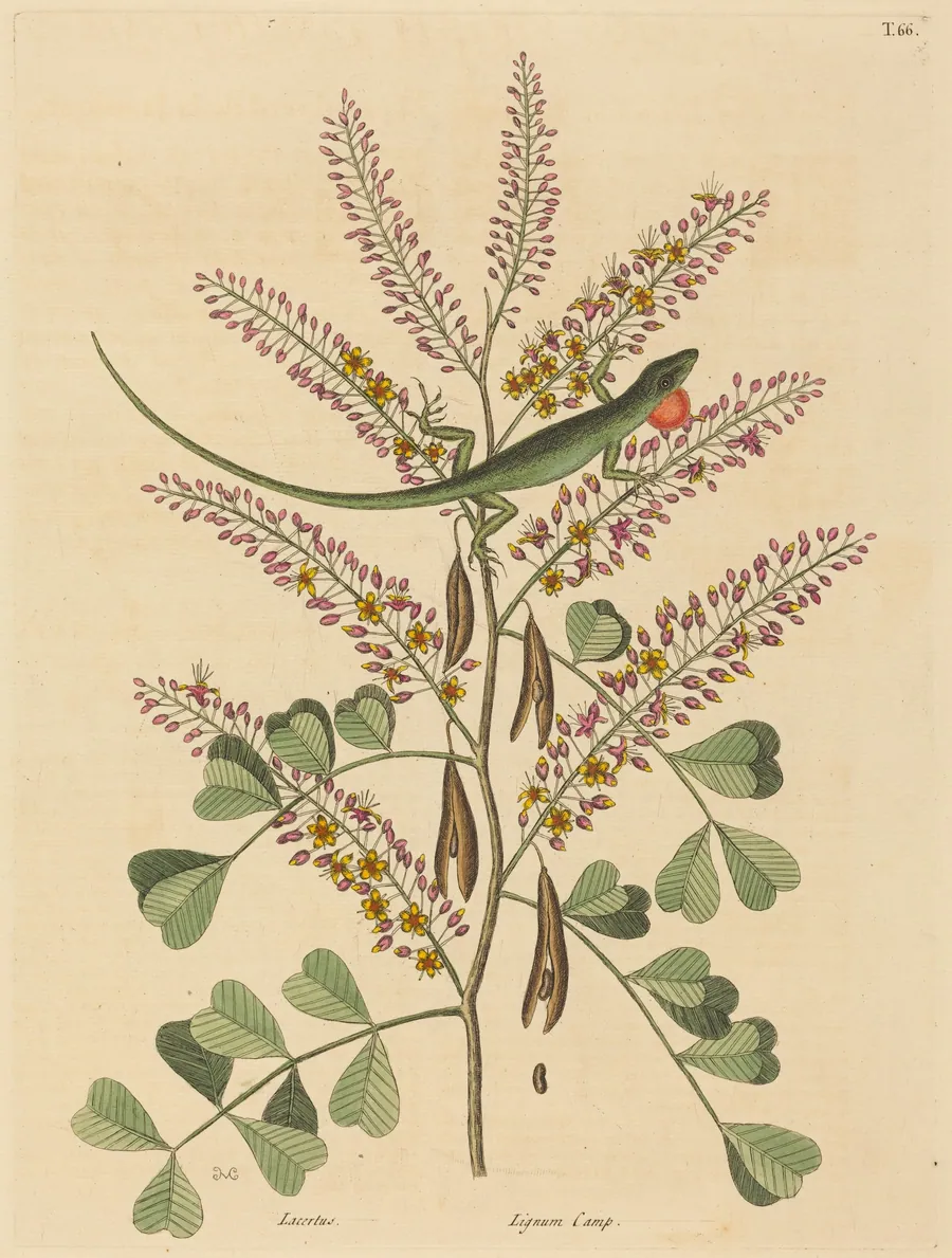 The Green Lizard of Jamaica (Lacerta bullaris) by Mark Catesby